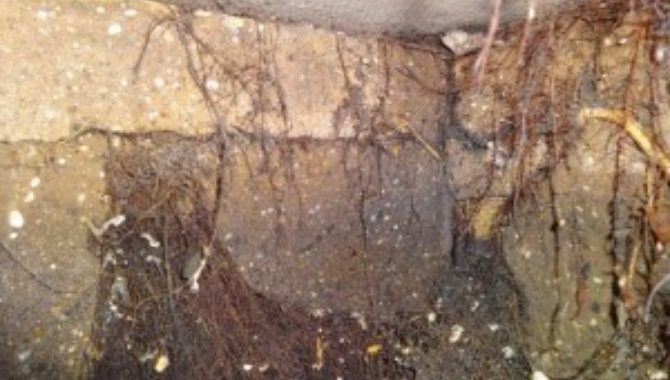 Blog inside septic tank roots and cracks