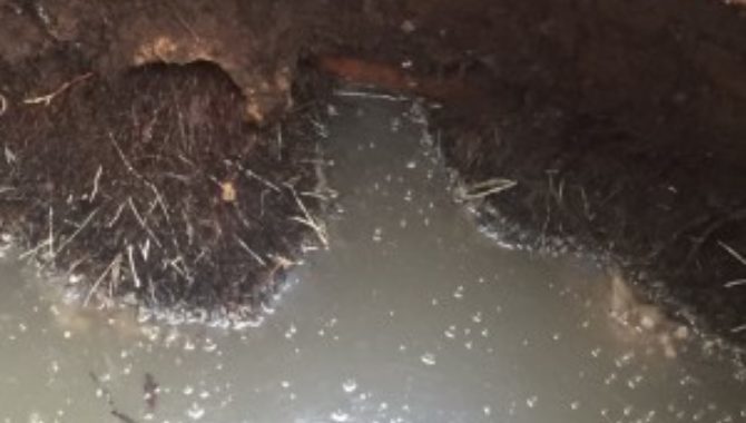 Blog tree root in septic tank